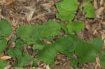 Autumn goldenrod 